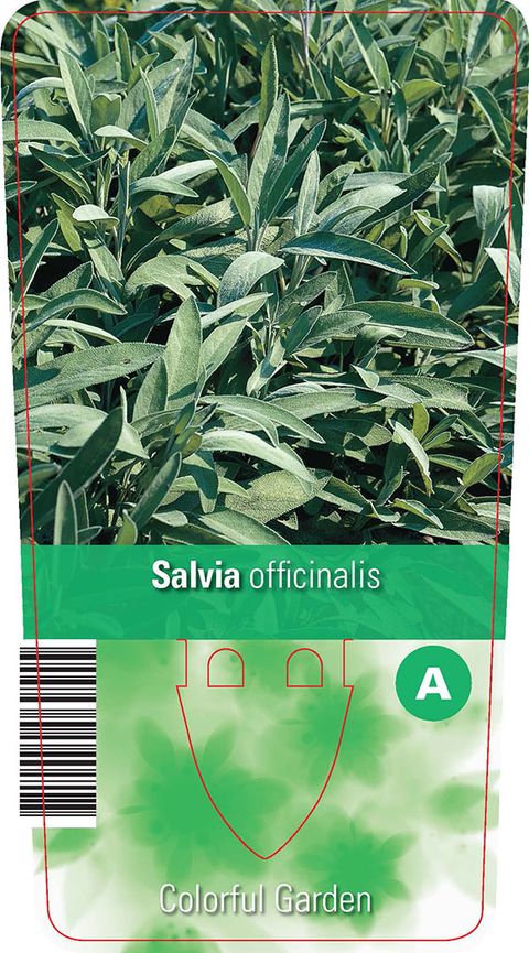 Salvia officinalis