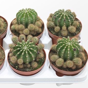 Echinopsis eyriesii
