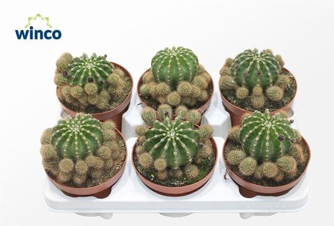 Echinopsis eyriesii