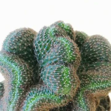 Lobivia arachnacantha cristata