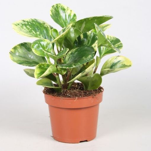 ships in 4 pot Peperomia Marble ships in 4 pot Peperomia Marble