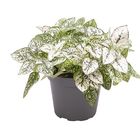 Hypoestes phyllostachya 'Confetti Compact White'
