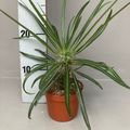 Pachypodium geayi