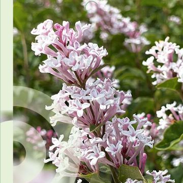 Syringa meyeri FLOWERFESTA WHITE