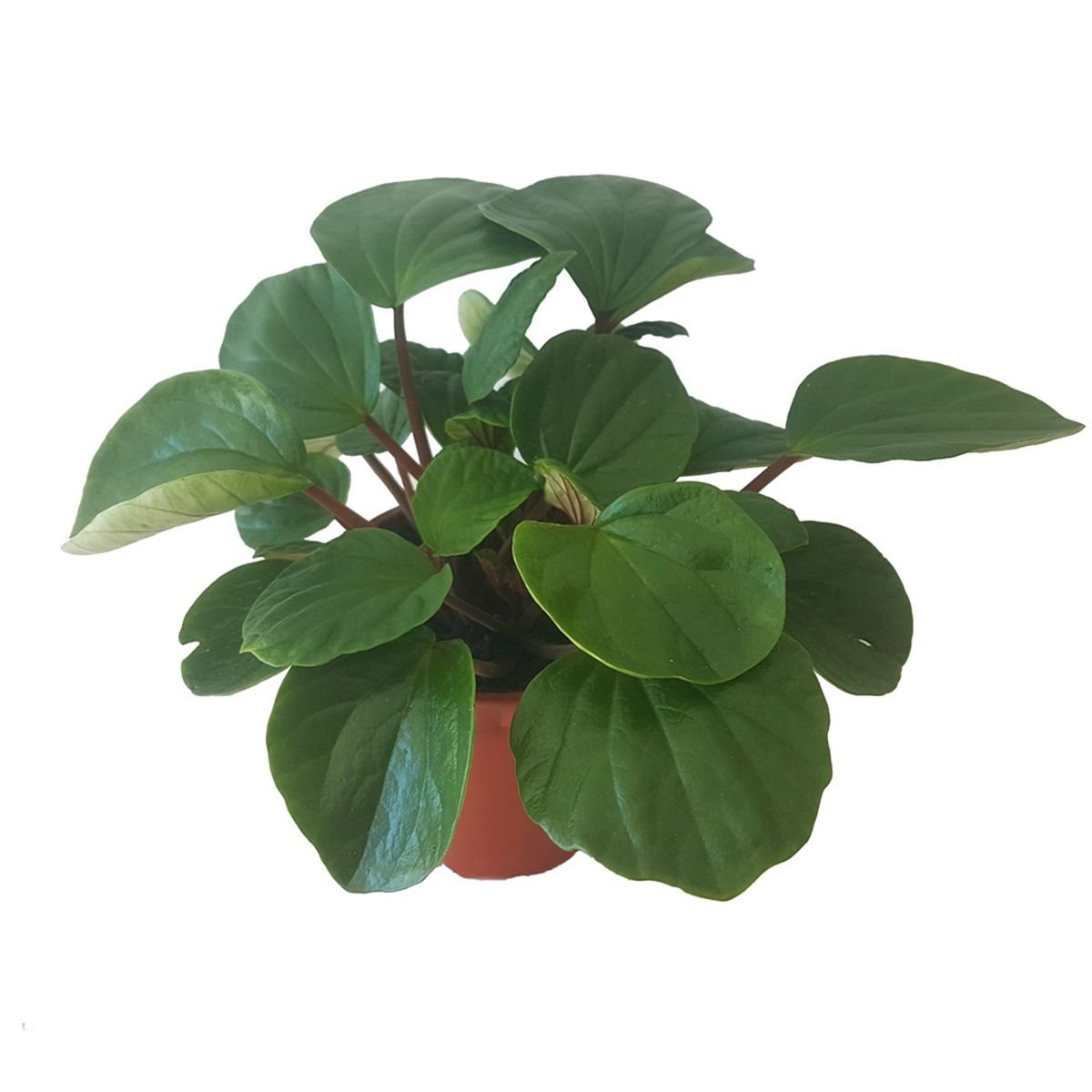 Peperomia Fraseri — Hurtownia Roślin Floraccess