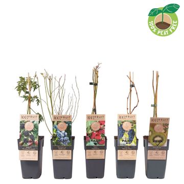 Plantas frutales MIX