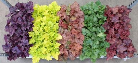 Heuchera MIX