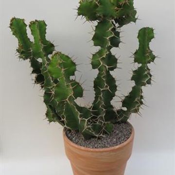 Euphorbia pseudocactus