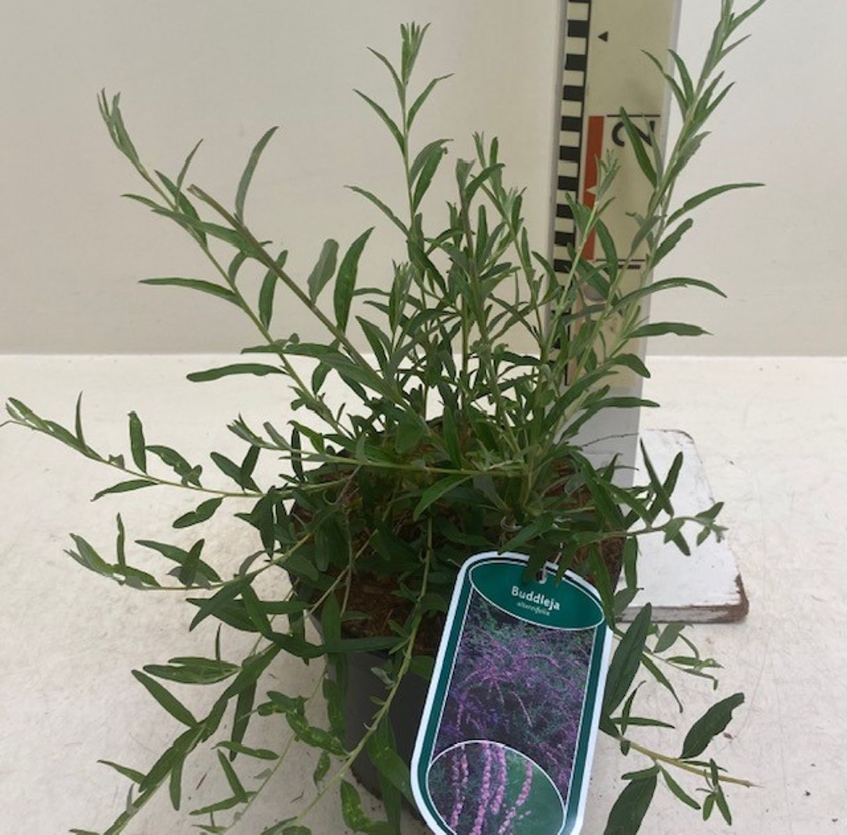 Buddleja alternifolia — Plant Wholesale FlorAccess