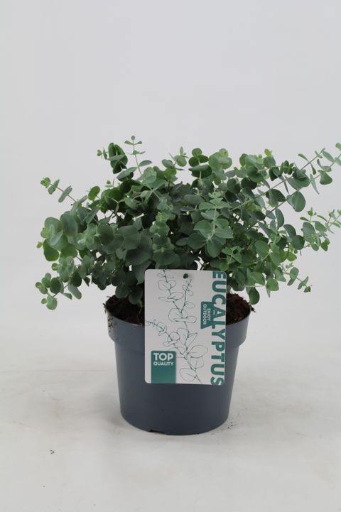 Eucalyptus cinerea 'Silver Dollar'