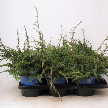 Juniperus squamata 'Blue Carpet'