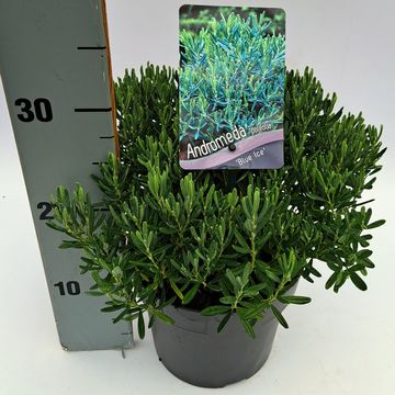 Andromeda polifolia 'Blue Ice'