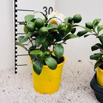 Citrus x meyeri 'Meyer'