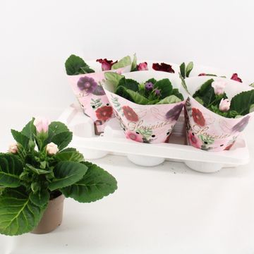 Sinningia MIX