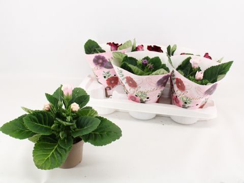 Sinningia MIX