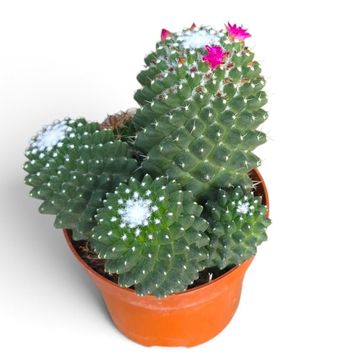 Mammillaria polythele 'Toluca'