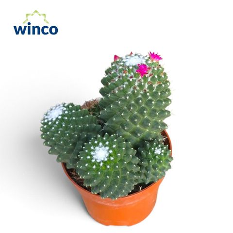 Mammillaria polythele 'Toluca'
