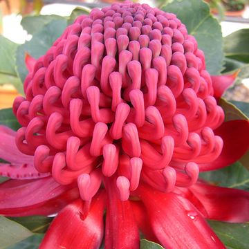 Telopea SHADY LADY CRIMSON