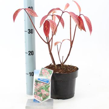 Hydrangea paniculata 'Wim's Red'