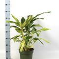 Alpinia zerumbet 'Variegata'