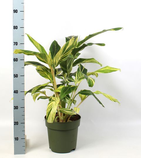 Alpinia zerumbet 'Variegata'