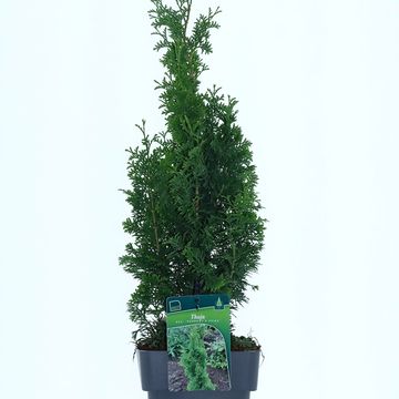 Thuja occidentalis 'Degroot's Spire'