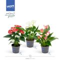 Anthurium MIX