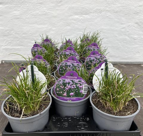 Allium schoenoprasum