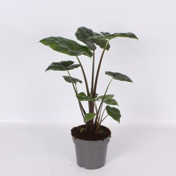 Alocasia 'Green Hornet'