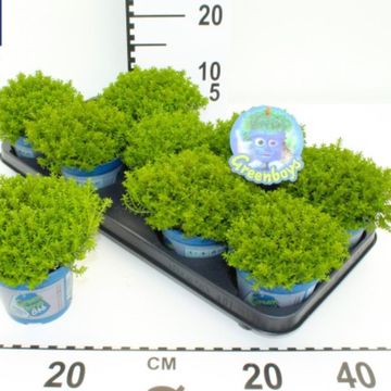 Hebe 'Emerald Gem'