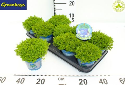 Hebe 'Emerald Gem'