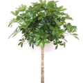 Schefflera arboricola 'Компакта'