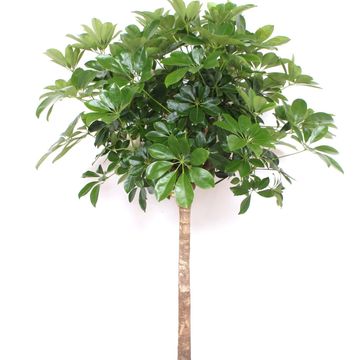 Schefflera arboricola 'Compacta'