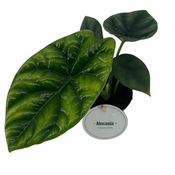 Alocasia sinuata
