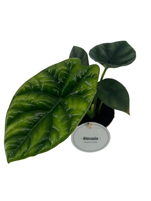 Alocasia sinuata