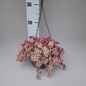 Crassula marginalis minuta