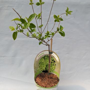 Hydrangea paniculata 'Limelight'