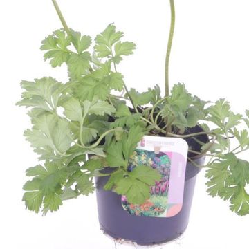 Anemone coronaria 'Animo Pink'