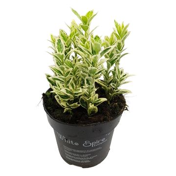 Euonymus japonicus 'White Spire'