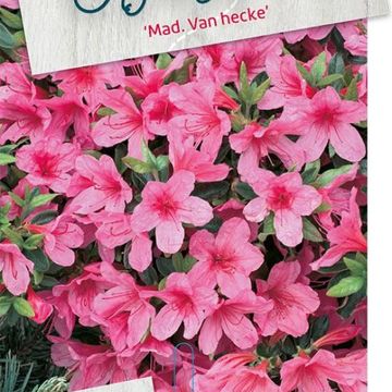 Rhododendron 'Madame van Hecke' (AJ)