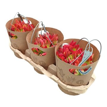 Crassula capitella 'Campfire'