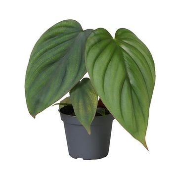 Philodendron mamei