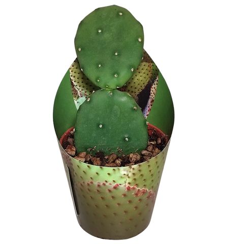 Opuntia humifusa