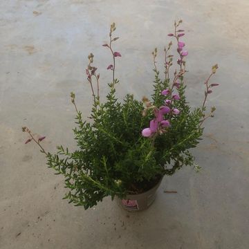 Daboecia cantabrica 'Irish Princess'