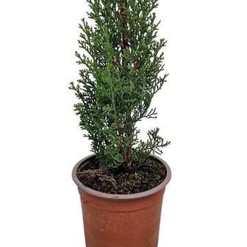 Cupressus sempervirens 'Totem'