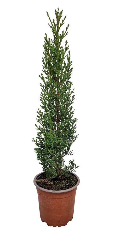 Cupressus sempervirens 'Totem'
