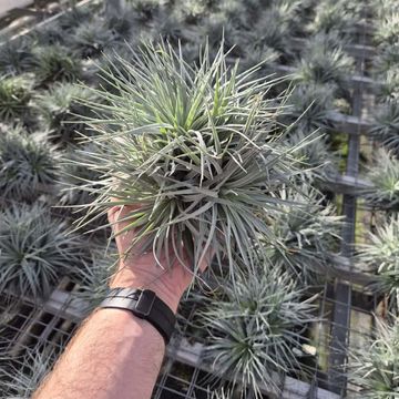 Tillandsia SUPER SILVER