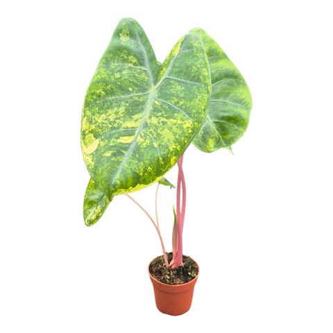 Alocasie 'Pink Dragon Variegata'