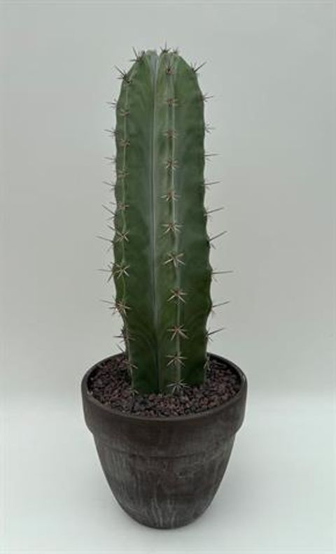 Lemaireocereus pruinosus