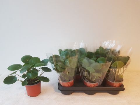 Pilea peperomioides